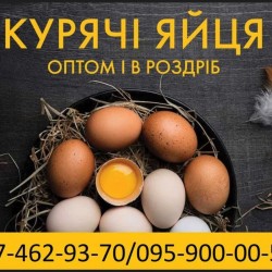 Яйця курячі столові різних категорій від виробника