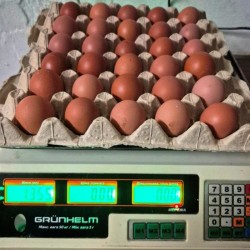 Продам яйця курячі оптом  КРЕМові і Коричневі 